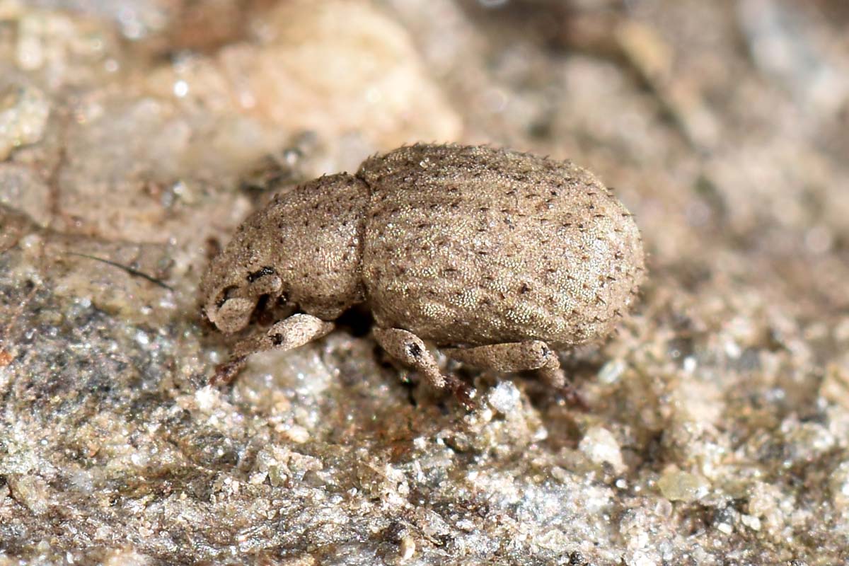 Curculionidae: Romualdius angustisetulus?   S !